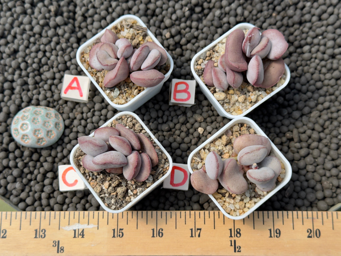 Adromischus &