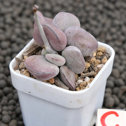 Adromischus Purple Ball Imported Succulent Plant