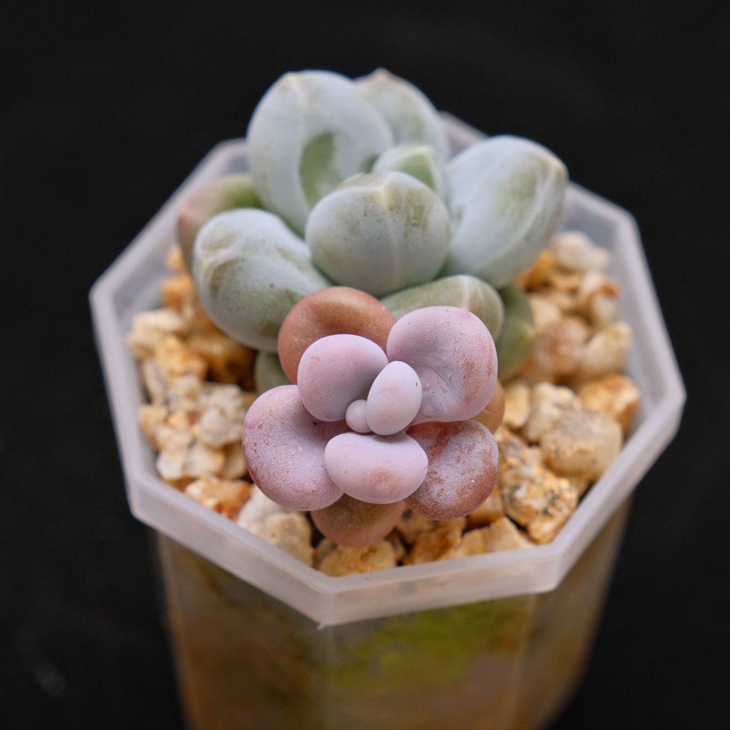 Pachyphytum Fresh Ball and Baby Pink Moonstones Korean Succulent Plant