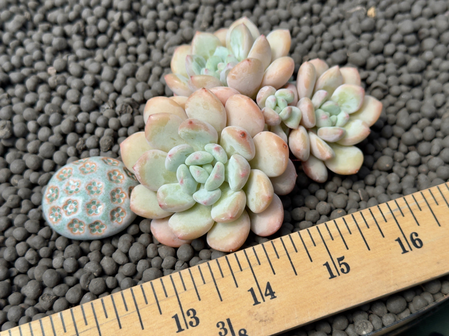 Pachyveria Elaine Reinelt Imported Succulent Plant