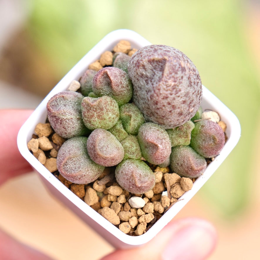 Adromischus sp Korean Succulent Plant