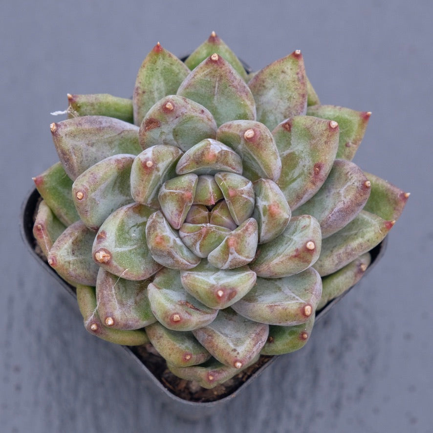 Echeveria Karban Korean Succulent Plant