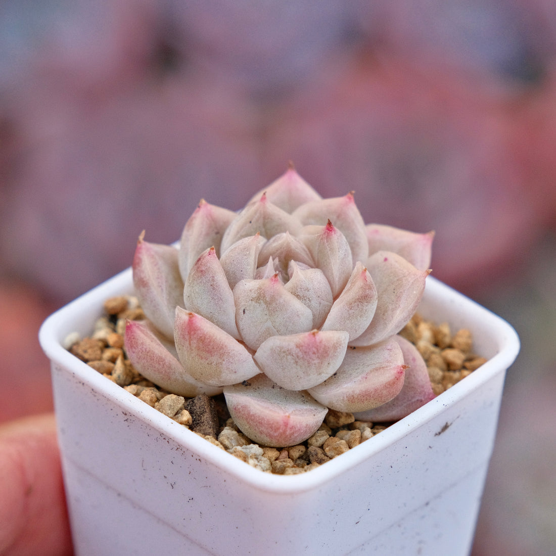 Echeveria hyalina hybrid Imported Succulent Plant *New*