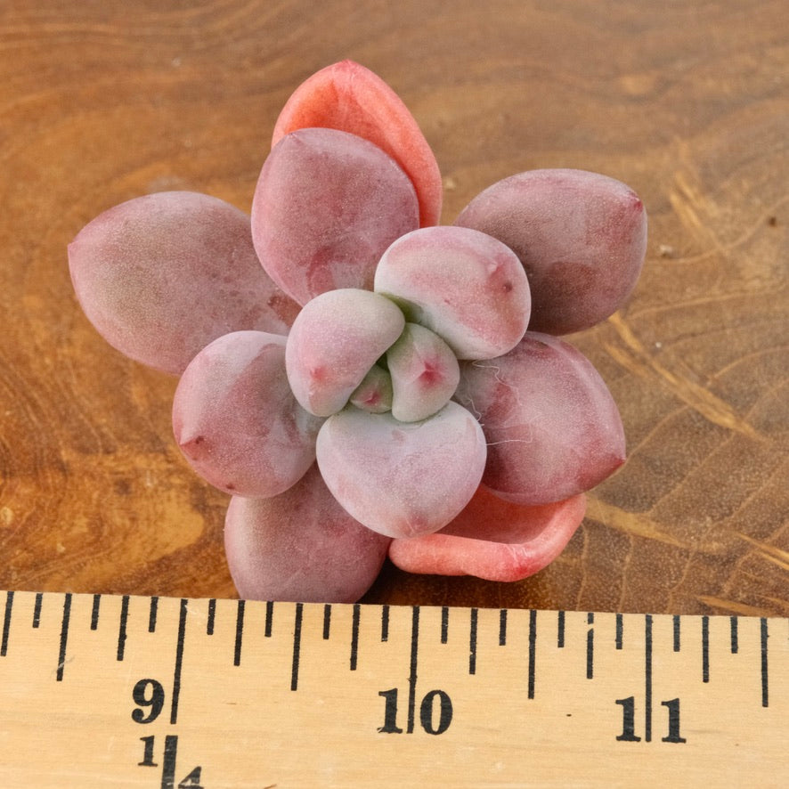 Graptoveria Diamante Rosa Korean Succulent Plant