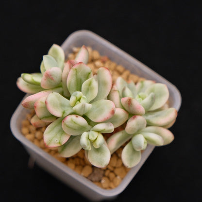 Variegated Sedeveria Satang Korean Succulent Plant