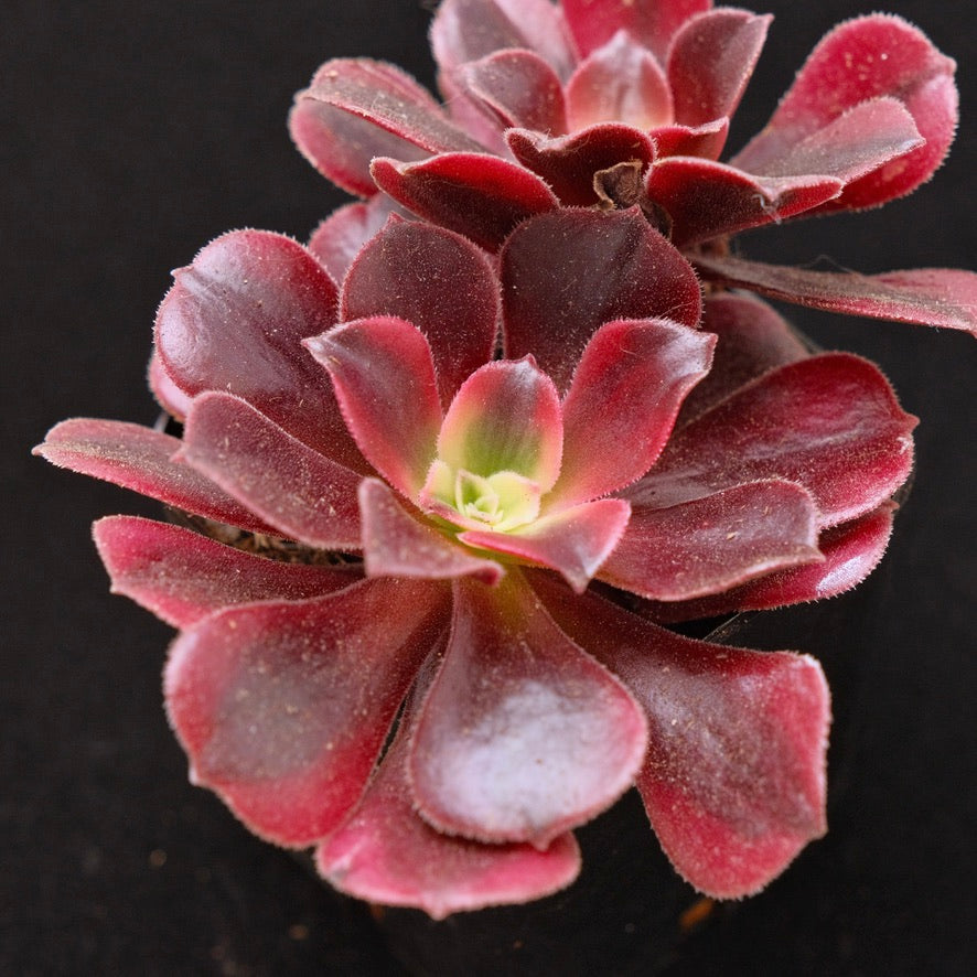 Aeonium Pink Witch Korean Succulent Plant