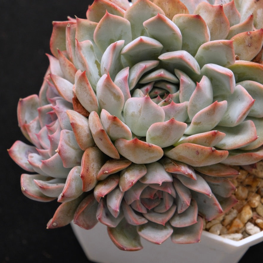 Big Echeveria Estrella cluster Korean Succulent Plant