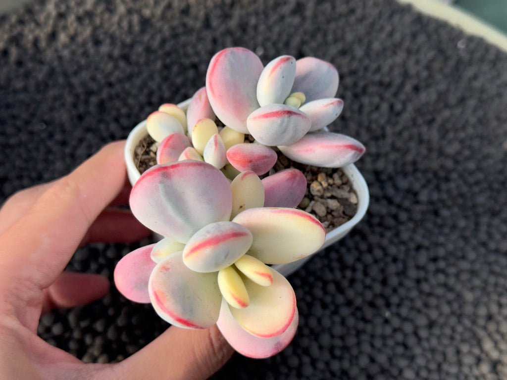 Variegated Cotyledon orbiculata Korean Succulent Plant