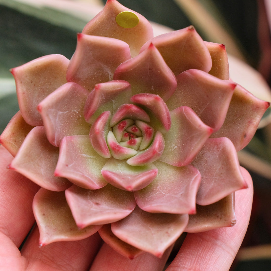 Echeveria Silonica Korean Succulent Plant