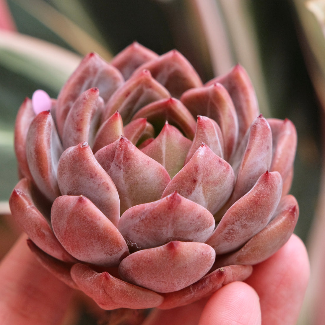 Echeveria EOS Korean Succulent Plant *New*