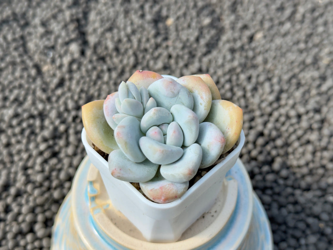 Graptoveria Snow Anna Imported Succulent Plant