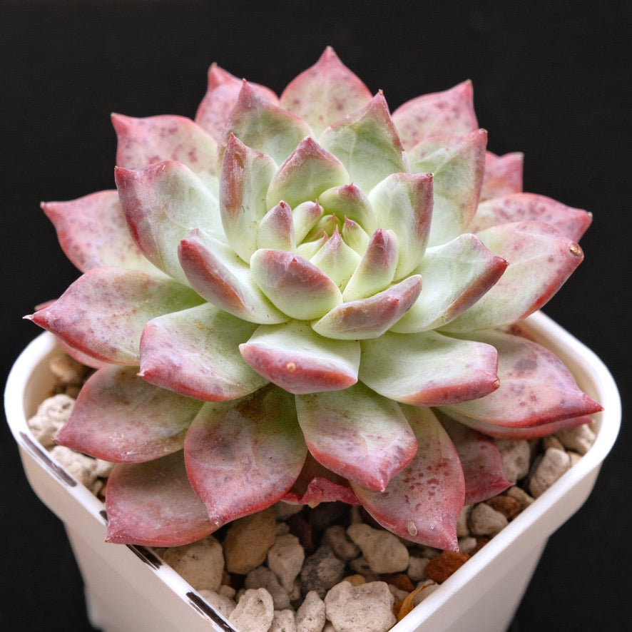 Big Echeveria colorata hybrid Korean Succulent Plant