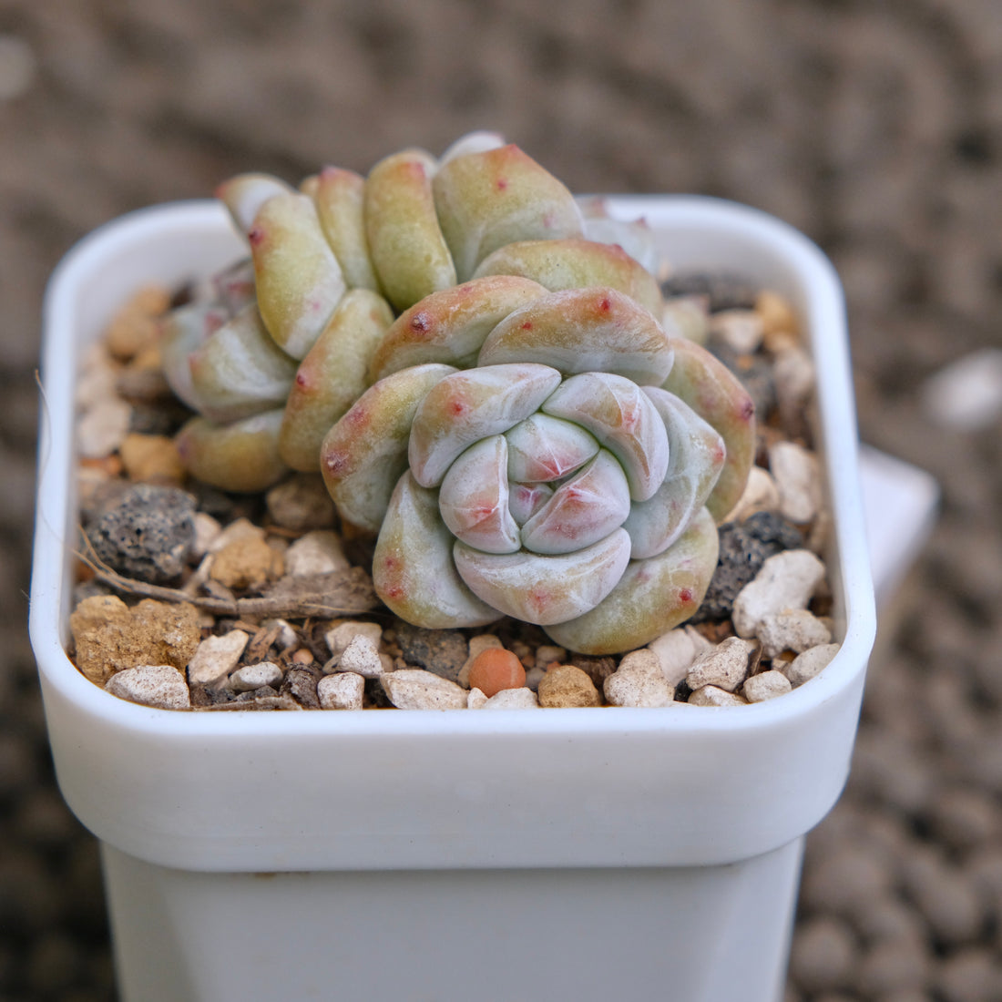 Echeveria Hoshikage Imported Succulent Plant - C