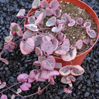 4 inch Variegated String of Hearts Succulent Plant