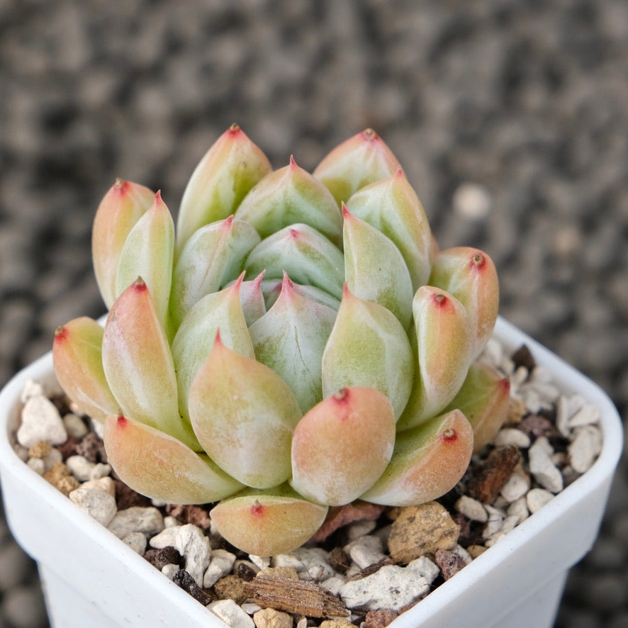 Echeveria Snowflake Jelly Korean Succulent Plant