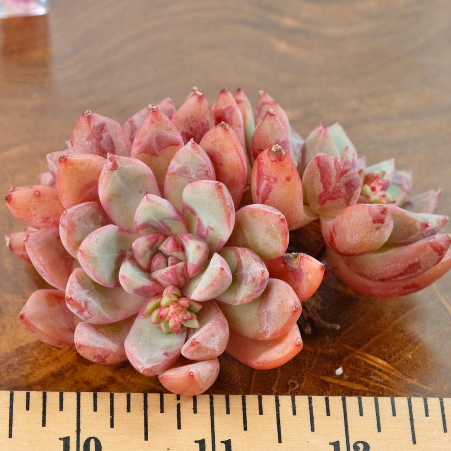 Big Echeveria Echo cluster Imported Succulent Plant