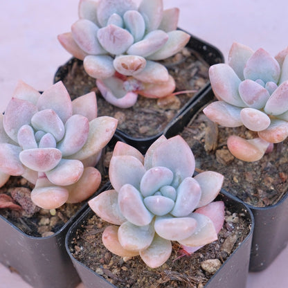 Graptoveria Opalina Succulent Plant