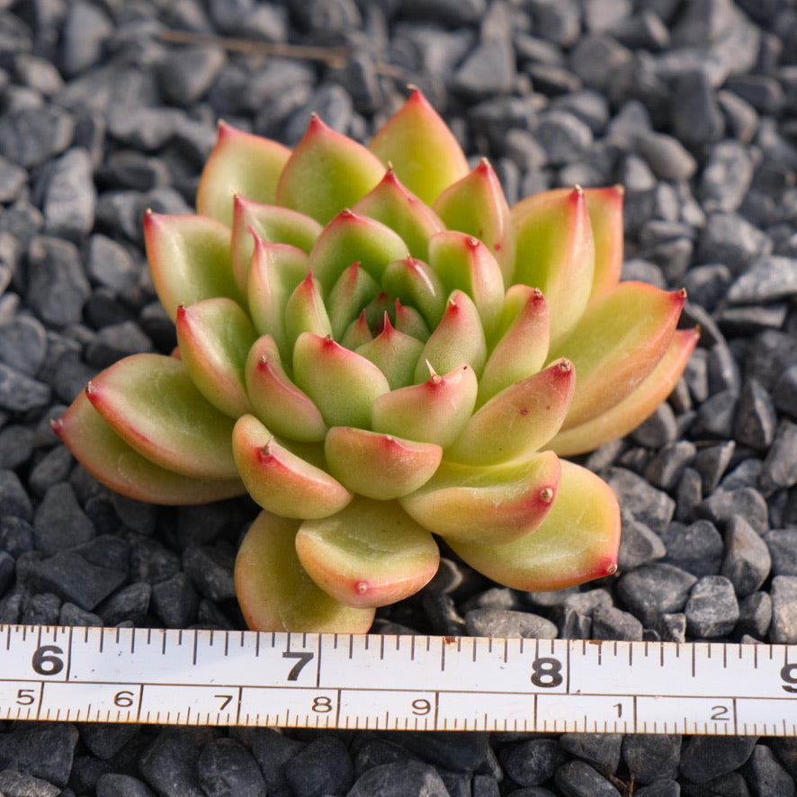 Echeveria Edge Gold Korean Succulent Plant Hwaga hybrid