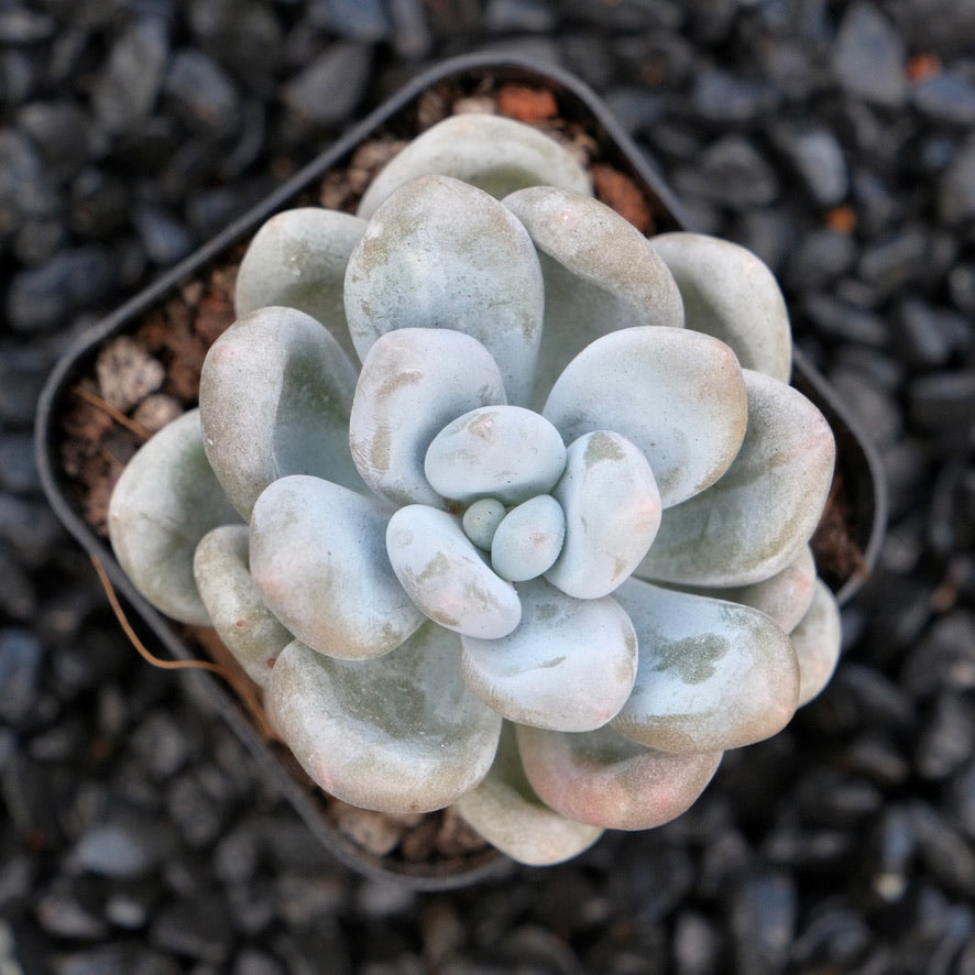 Graptophytum Moon Sherbet A Air Magic Korean Succulent Plant