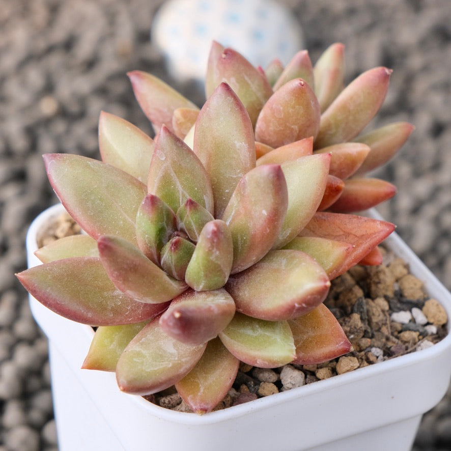 Pachyveria Tivoli Korean Succulent Plant