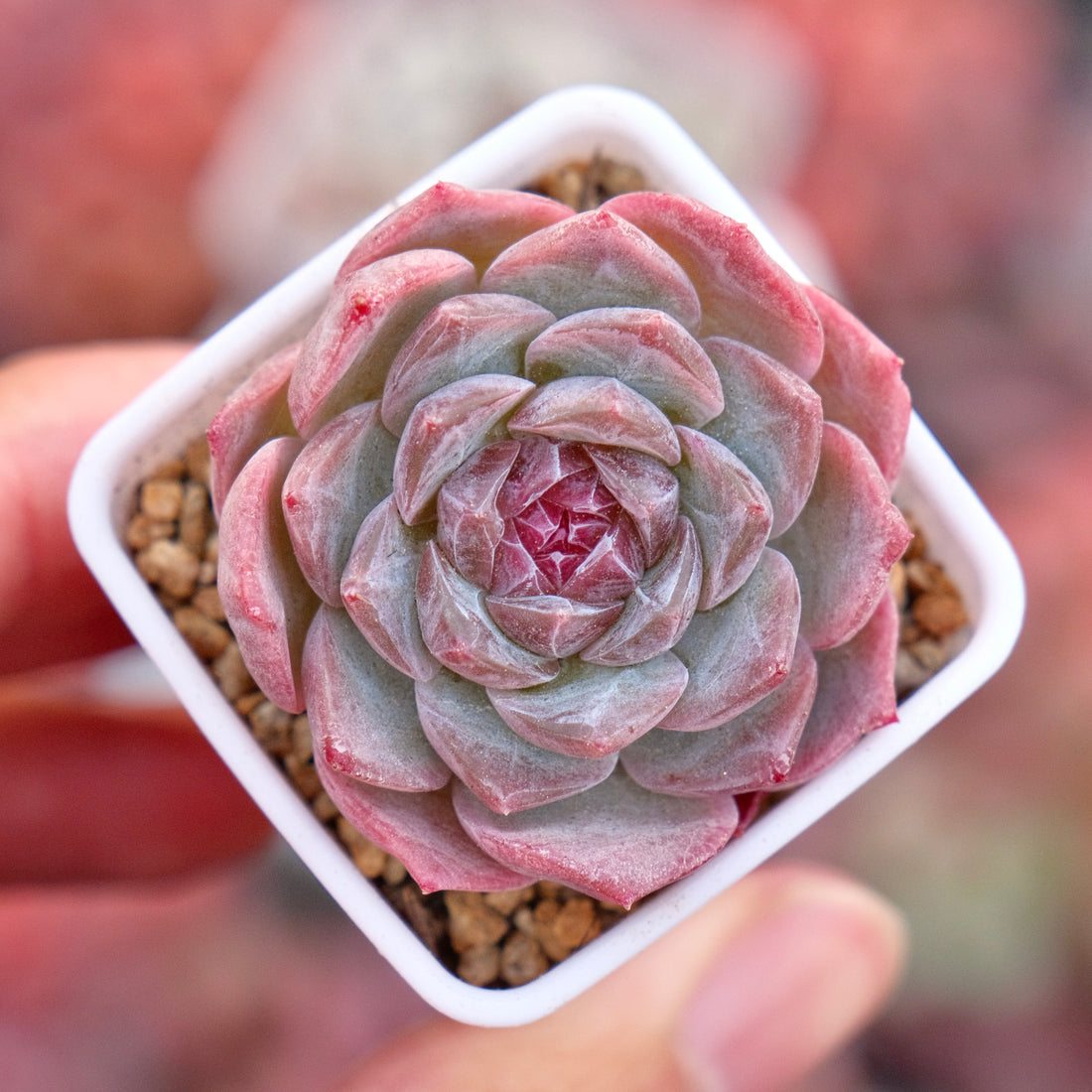 Echeveria hyalina hybrid Imported Succulent Plant *New*