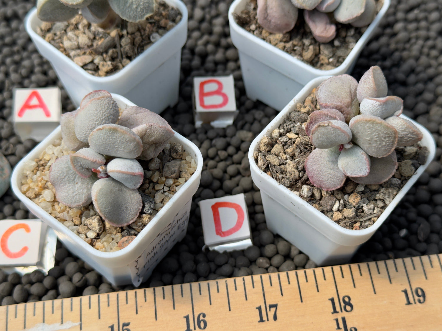 Adromischus &