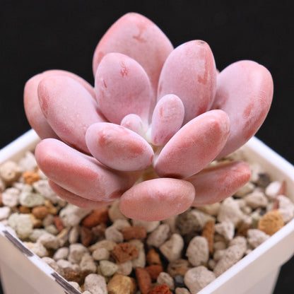 Graptopetalum Pink One Korean Succulent Plant