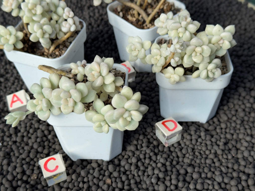 Variegated Graptopetalum Mendozae Imported Succulent Plant