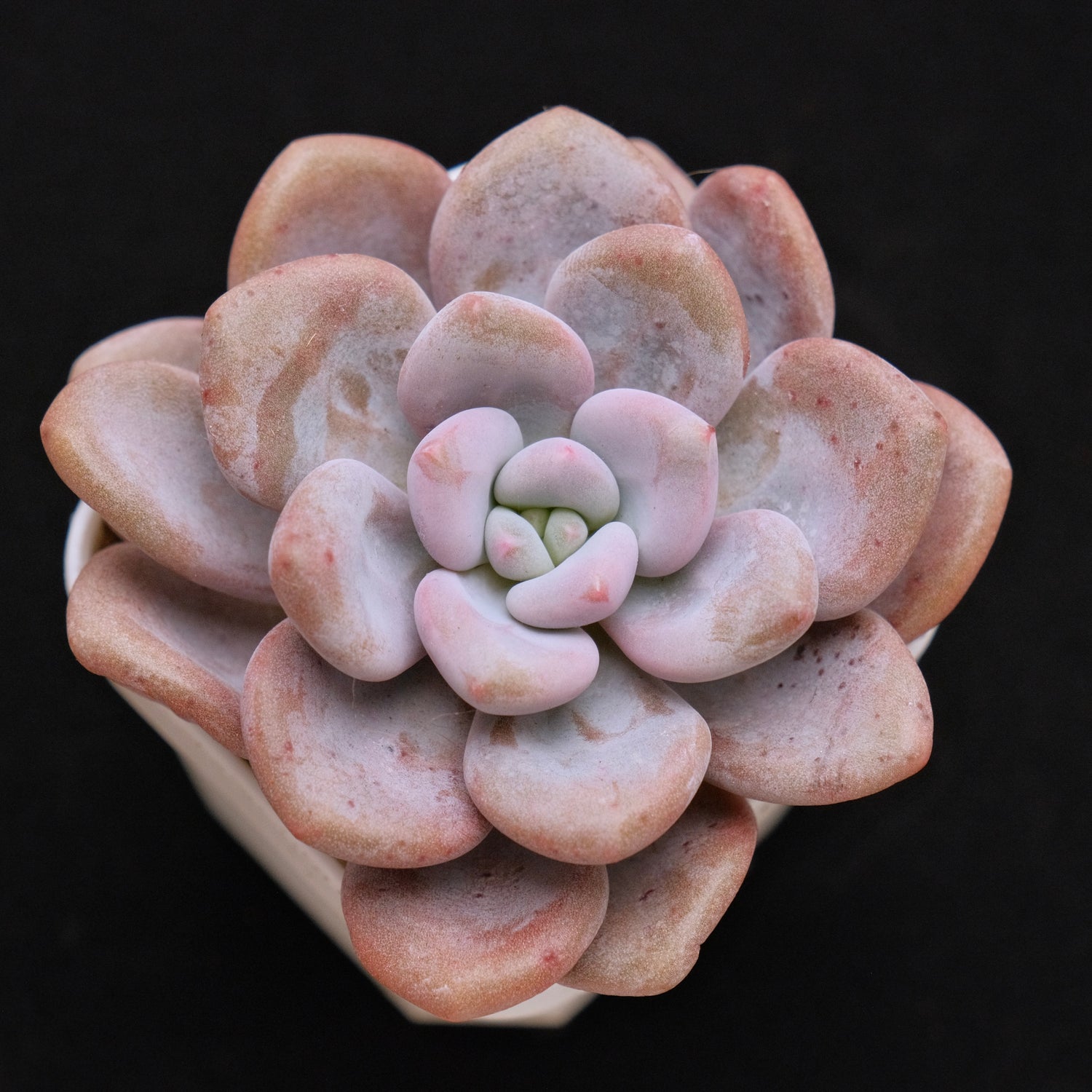 Graptoveria Queens Ball Korean Succulent Plant Air Magic hybrid