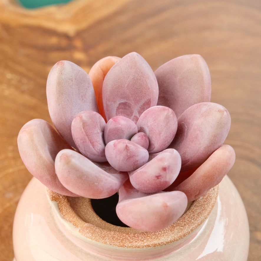 Graptoveria Diamante Rosa Korean Succulent Plant