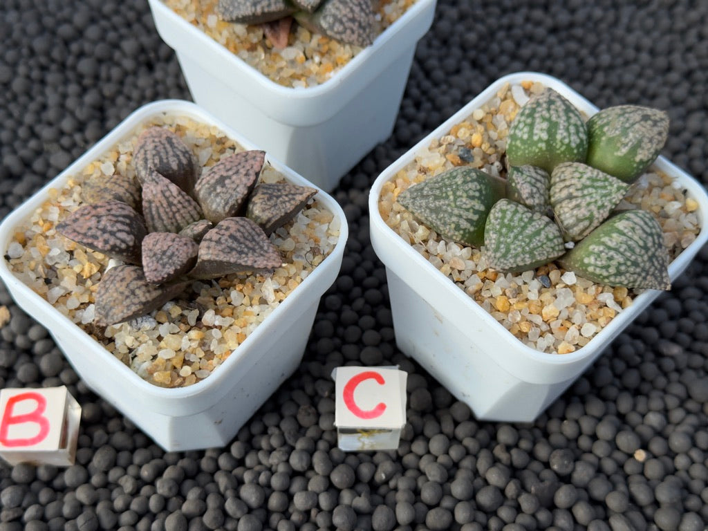 Haworthia picta Imported Succulent Plant