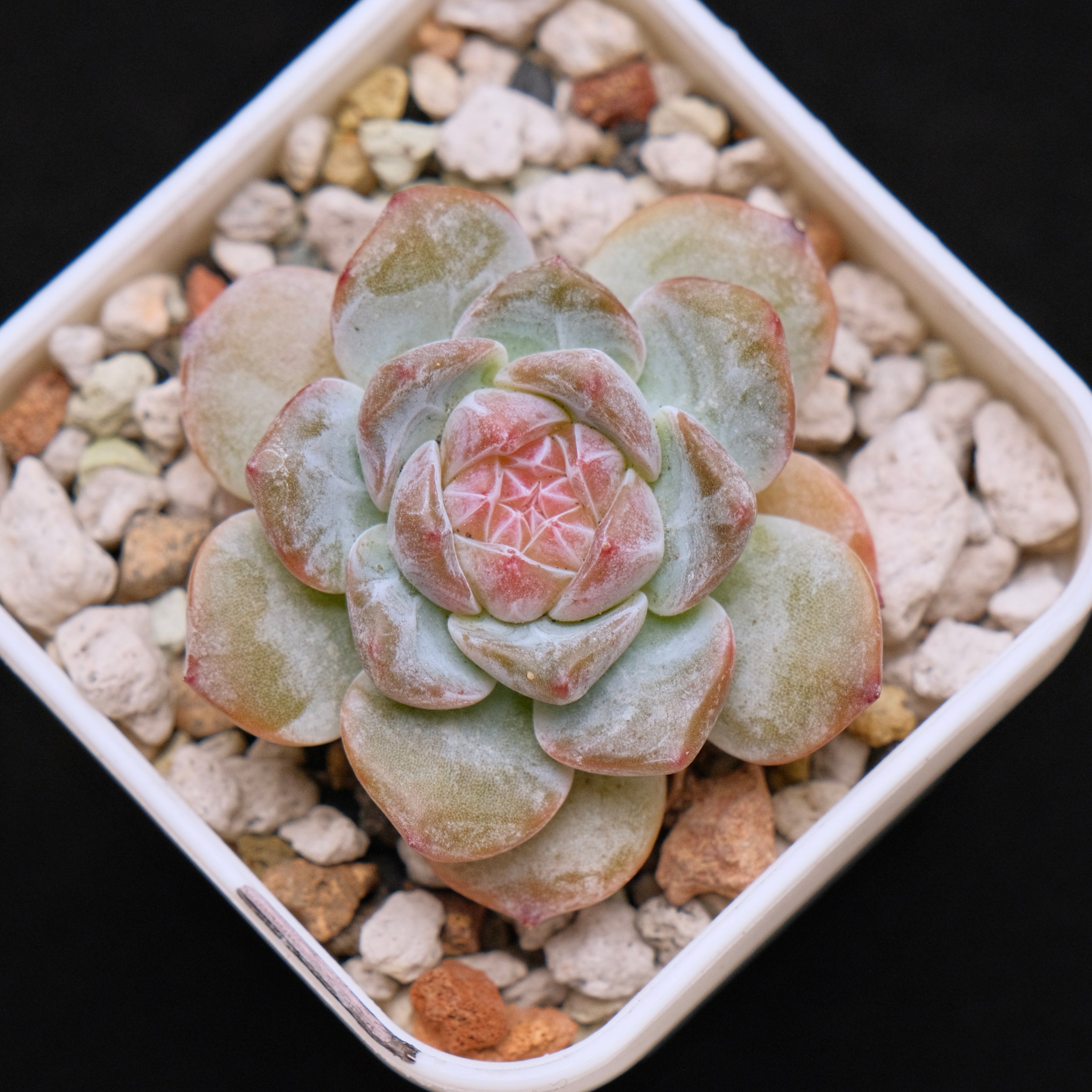 Echeveria First Love Imported Succulent Plant *New* 初恋情人