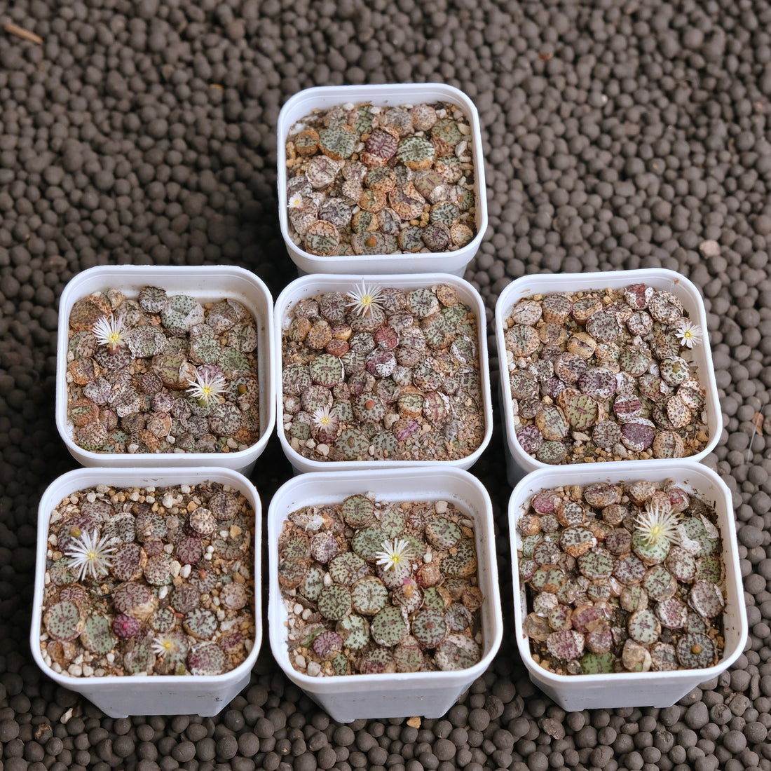 Conophytum mix Imported Succulent Plant - random