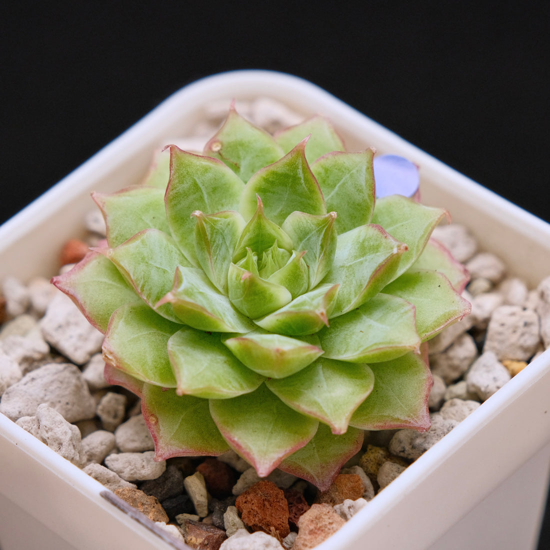 Echeveria Malgan hybrid Imported Succulent Plant *New* 美妮杂