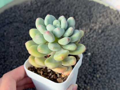 Pachyveria Sweet Symphony Korean Succulent Plant