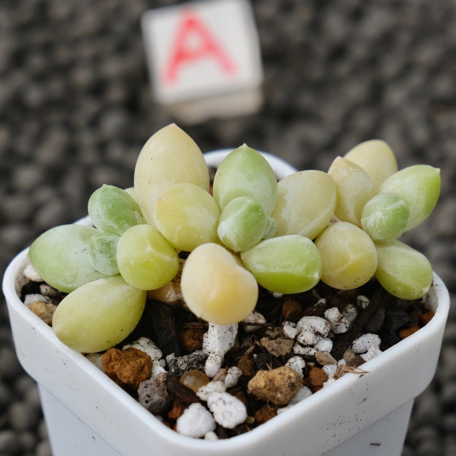 Pachyphytum Sky Beauty Imported Succulent Plant