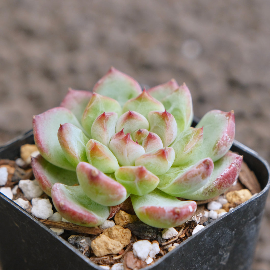 Echeveria Monroe x Sarahime (changhee hybrid) Korean Succulent Plant