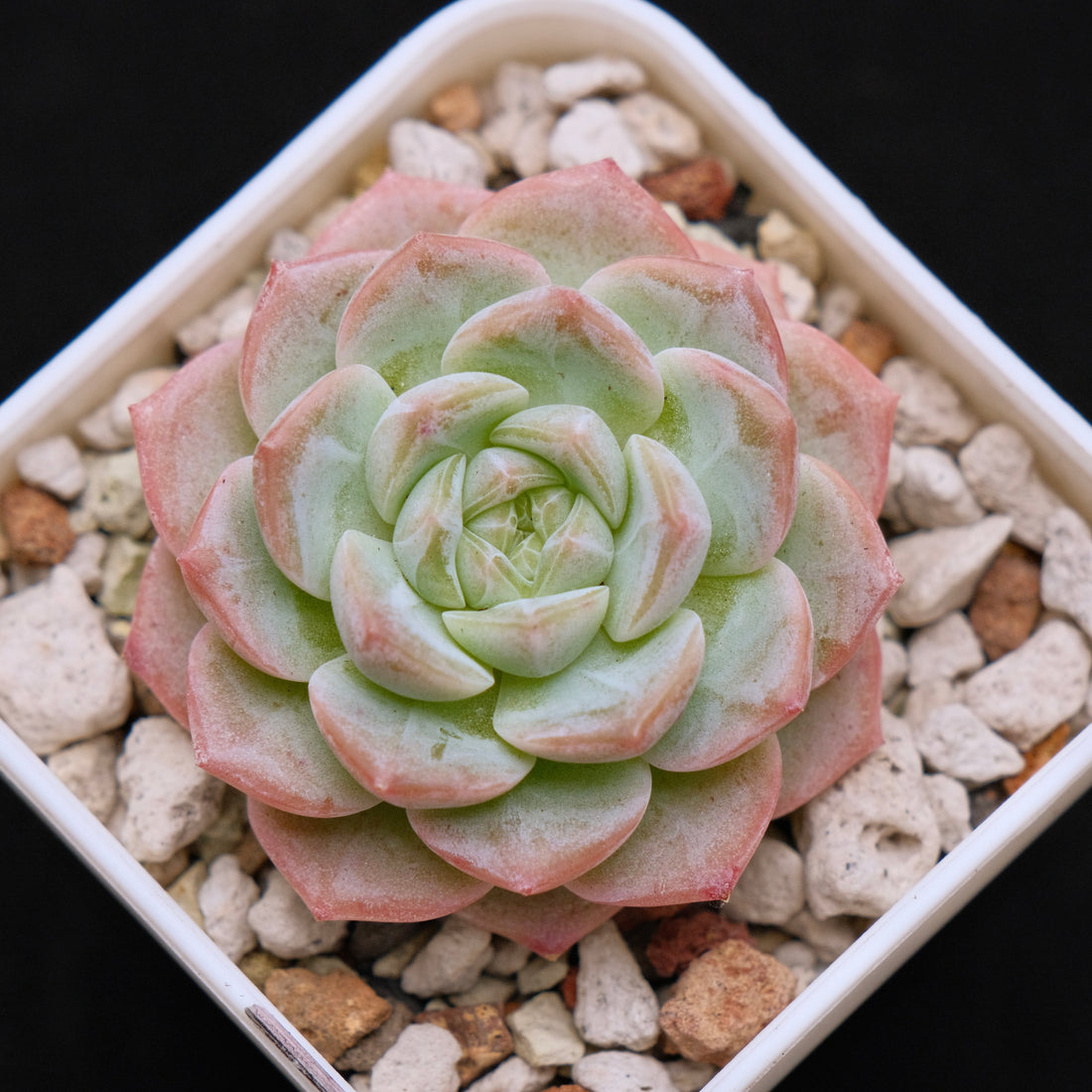 Echeveria hybrid Imported Succulent Plant 溏心杂