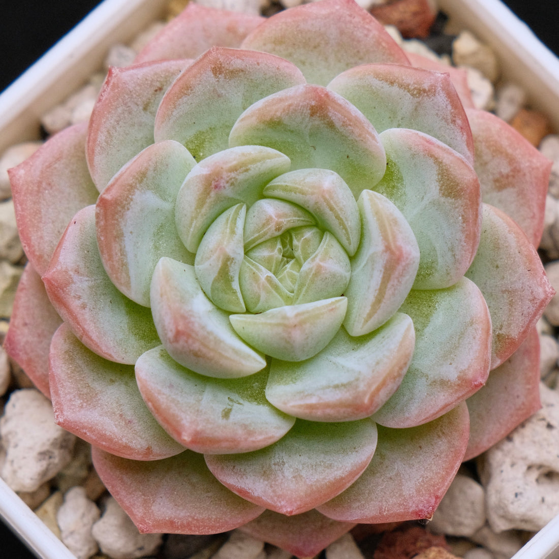 Echeveria hybrid Imported Succulent Plant 溏心杂