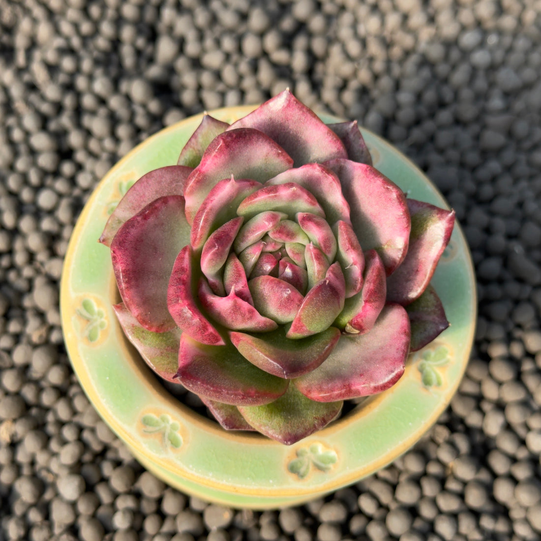 Variegated Echeveria Dark Pamela Korean Succulent Plant