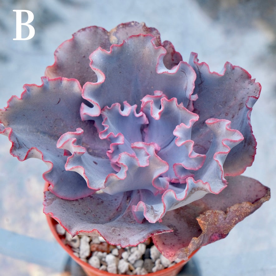 Echeveria Valentine - Rare Dick Wright hybrid - B