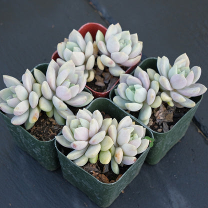 Double Sedeveria Lilac Mist Succulent Plant