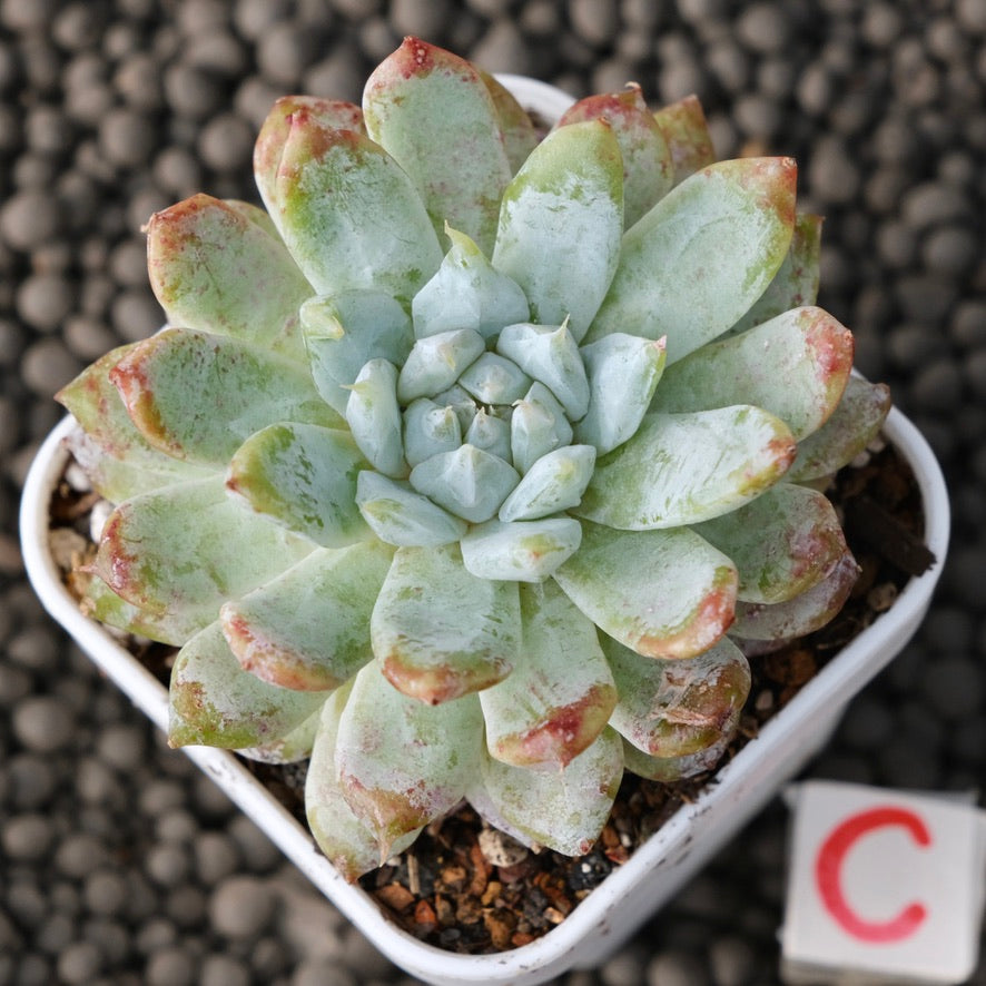 Echeveria Snow Peak Korean Succulent Plant New Changhee Hybrid