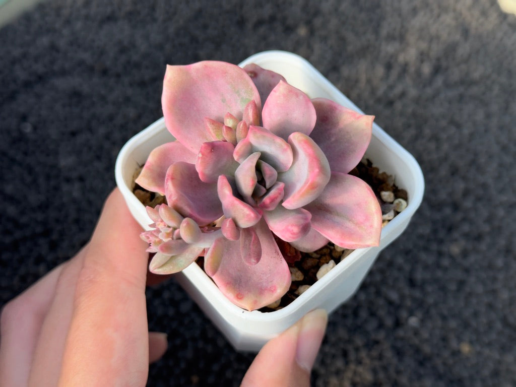 Variegated Graptoveria Mrs. Richards Korean Succulent Plant