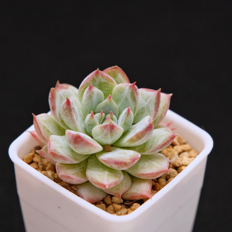 Echeveria &
