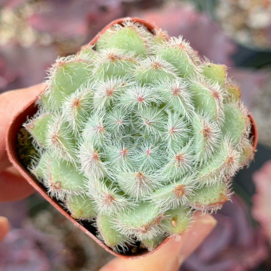 Echeveria Setosa Succulent Plant