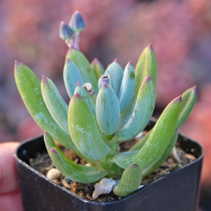 Curio Repens Succulent Plant