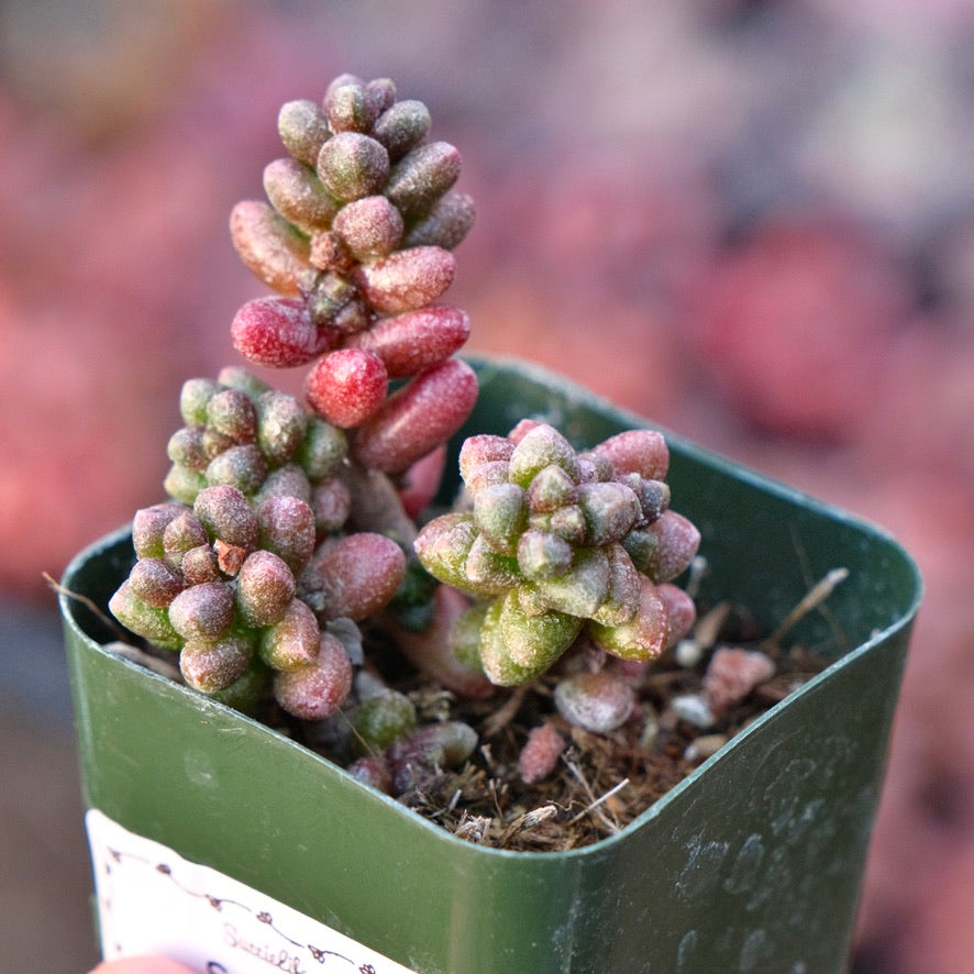 Sedum furfaceum Succulent Plant