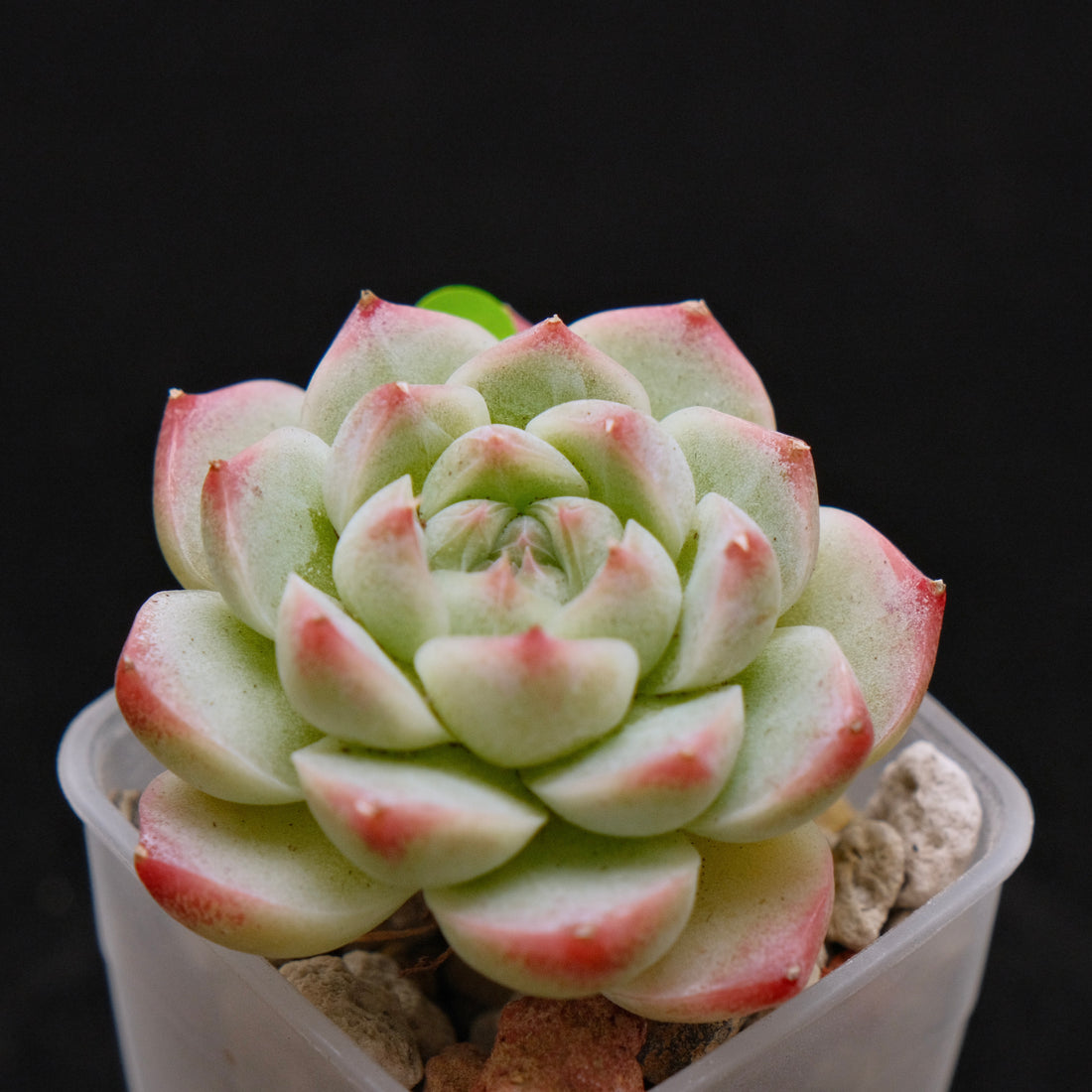 Echeveria hybrid Imported Succulent Plant