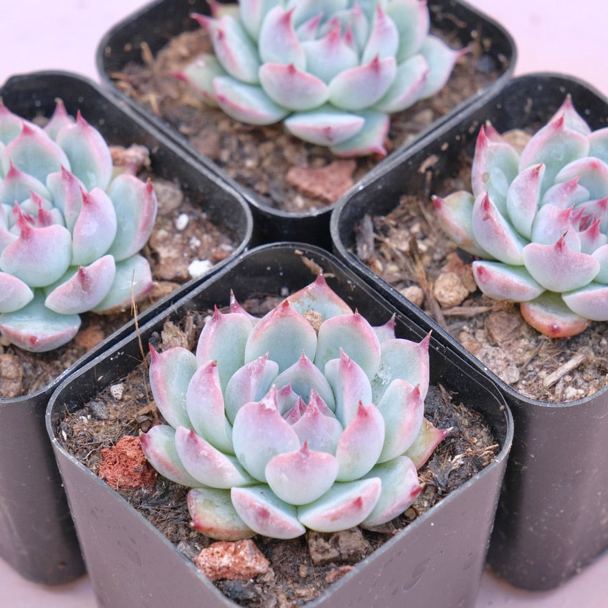 Echeveria chihuahuaensis Succulent Plant